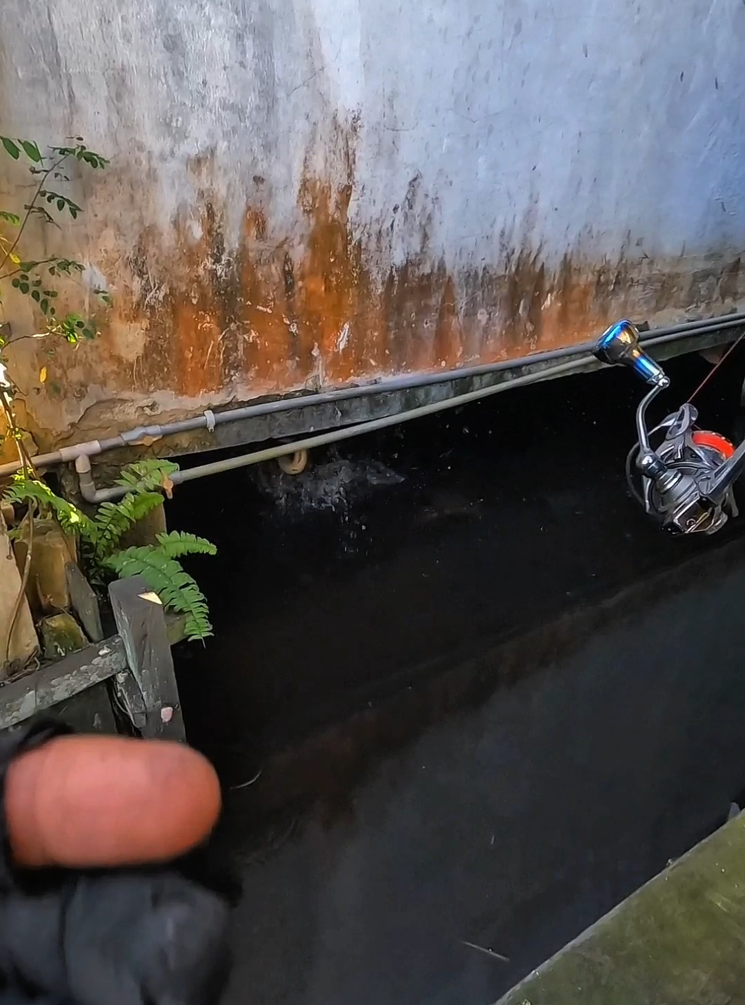ikan bujuk lapar  #mancing #casting #kodokmorek 