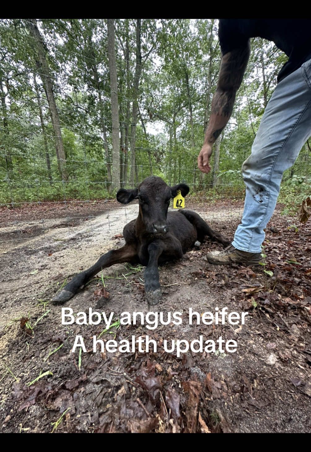Replying to @Melody Blisard baby ganache update after having shipping fever…. When bringing new animals into the herd, it is so important to isolate them- this allows us to do an overall workup, treat if needed + not spread illness between themselves & the existing herd and gives the animal to adjust.   She’s a sweet little baby & it’s such a weight off my shoulders that she’s ok 😭😭😭 