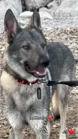 Im here!❤️🐺 #lupocecoslovacco #foryou #lovedogs #imhere #animalsoftiktok 