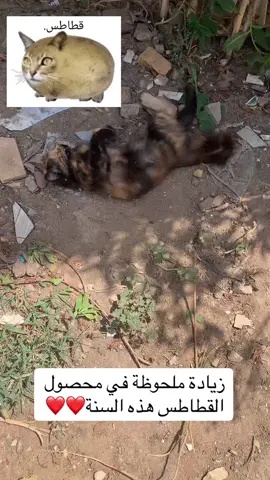 الحمدالله #cat #كشاوي #comedy #قطة #cute 