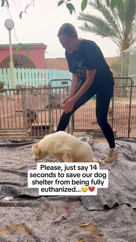 I’ll keep fighting for my pups 🥹❤️