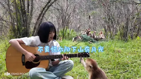 猜猜这只小金丝猴对我说了什么？# 金丝猴 # 不要慌太阳下山有月光#吉他彈唱 #对猴弹琴
