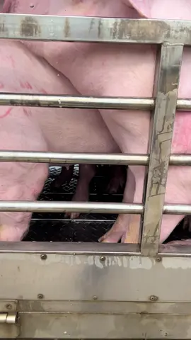 Hậu bị giống siêu VÍP 