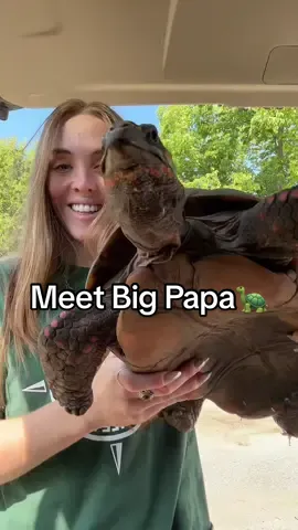 Meet Big Papa❤️ #reptilelover #reptilekeeper #tortoise #redfoottortoise #reptiles 