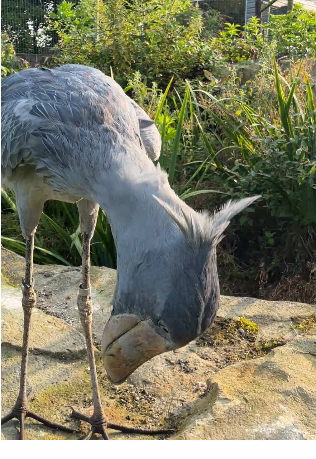 Abou, the shoebill of the rock🪶 #shoebill #birdsoftiktok🦜 #Exmoorzoo #notastork 