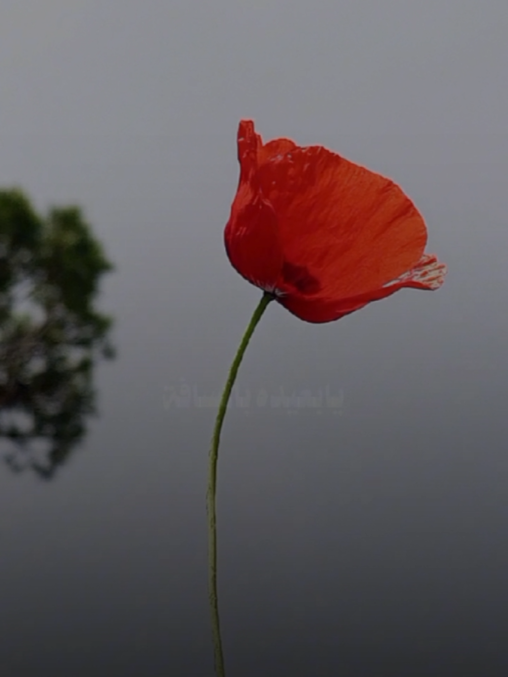 يا بعيده با المسافة  #ليه_كذا #عبد_المجيد_عبدالله #تصويري #lavendr81 #CapCut 