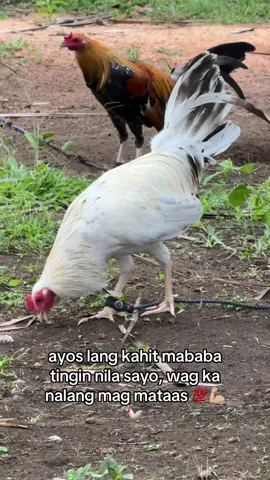 TagpiTv line 🐓