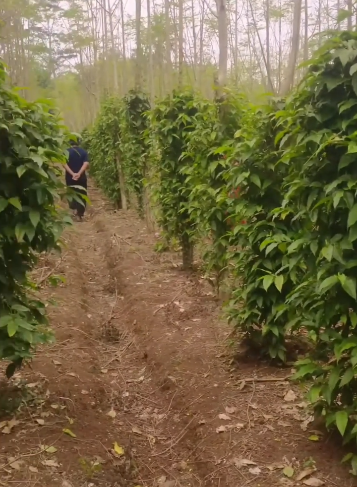 Yok tanam cabai Jawa varitas Madura  #cabaijawa #fyp  #petani #petanimuda #japertam 