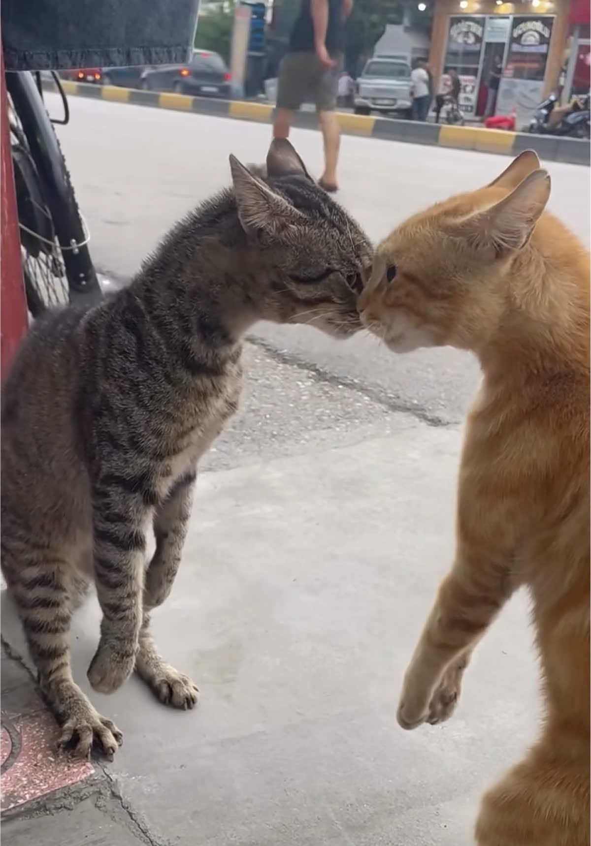 Rawrrr#catlovers #catslovers #fyppppppppppppppppppppppp #fypシ゚viral #🐈 