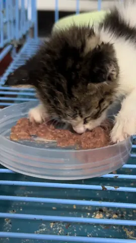 bé Xám được tìm thấy từ thùng rác hôm nay chính thức đổi đời thành công, chúc mừng con về tổ ấm mới 🥰 #PHC #ChămSócThúCưng #CutePet #mèocon 