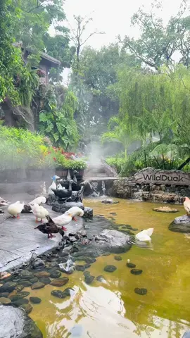 Wild Duck Cafe 🐣🌴☕️ #fyp #wildduckcafe #cafe #bangkok #thailand 