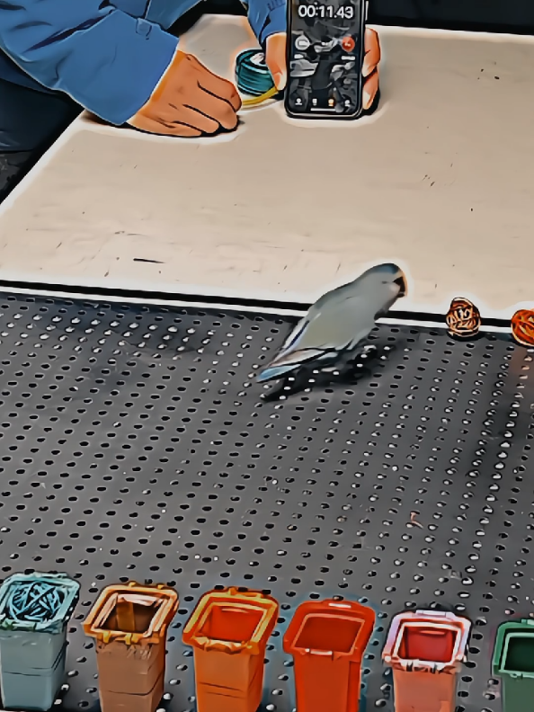Do you have any information about this smart bird?#fyp #tiktokmalaysia #tiktokindonesia #xhtiktok #capcutedit #rimex #intelligence #pov #viral_video #tik_tok #vral ral.