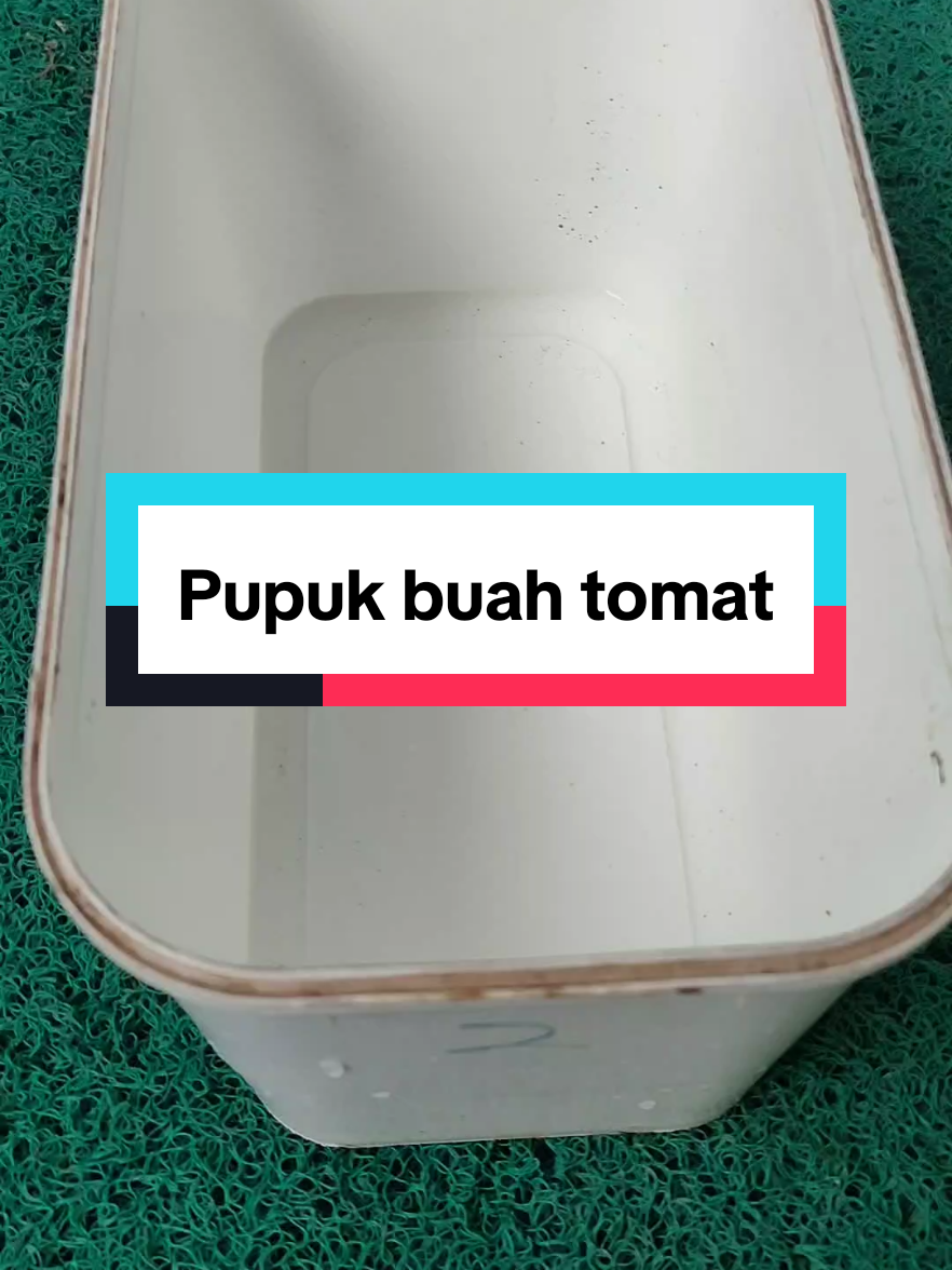 Pemupukan pada tanamanam tomat untuk mempercepat buah