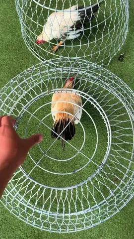 Chuối vàng xin chào AE ❤️ một chú gà tre chuối vàng được xếp hàng vào bộ sưu tập chuối của em Ẩn 😍 mời AE cùng chiêm ngưỡng em nó nhé . Tiện thể AE nào có nhu cầu cần bội gà tre bắc mini thì cứ ới em Ẩn nhé #gàtre #gàtremini #gàtrebắc #gàtrebắccộc #gàtrebắccộc🇻🇳 #gàtrebắctít #gàmini #trungtâmgàtrebắctítviệtnam🇻🇳 #giaitri #gàkiểng #vairalvideo #xuhuongtiktok #chănnuôi #thinhhanh #ilovetiktok #yêuđộngvật #vairal #fyp #xuhuong #gàchiến #bộigà 