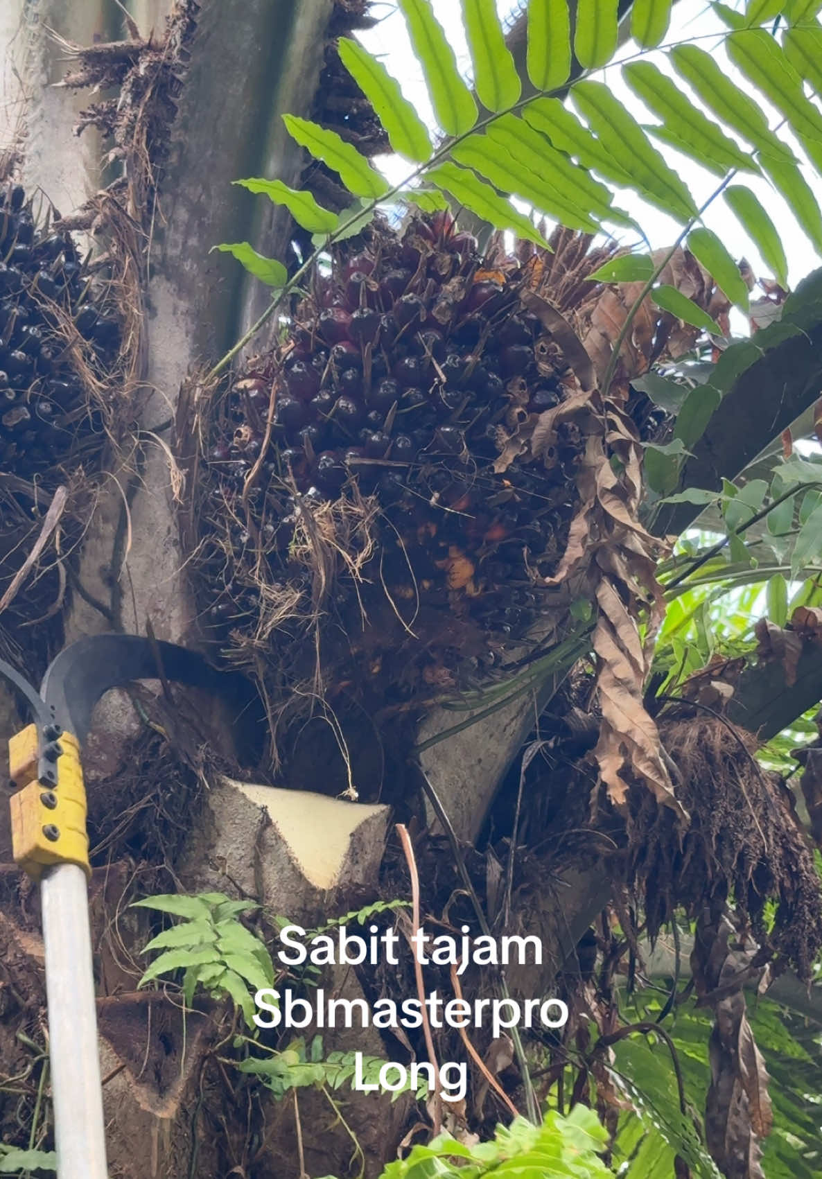 Sabit tajam Sblmasterpro long #fyp #kerjahari #potongbuah #sabitbuah #dodossawit #pahatsawit #sawitmalaysia 