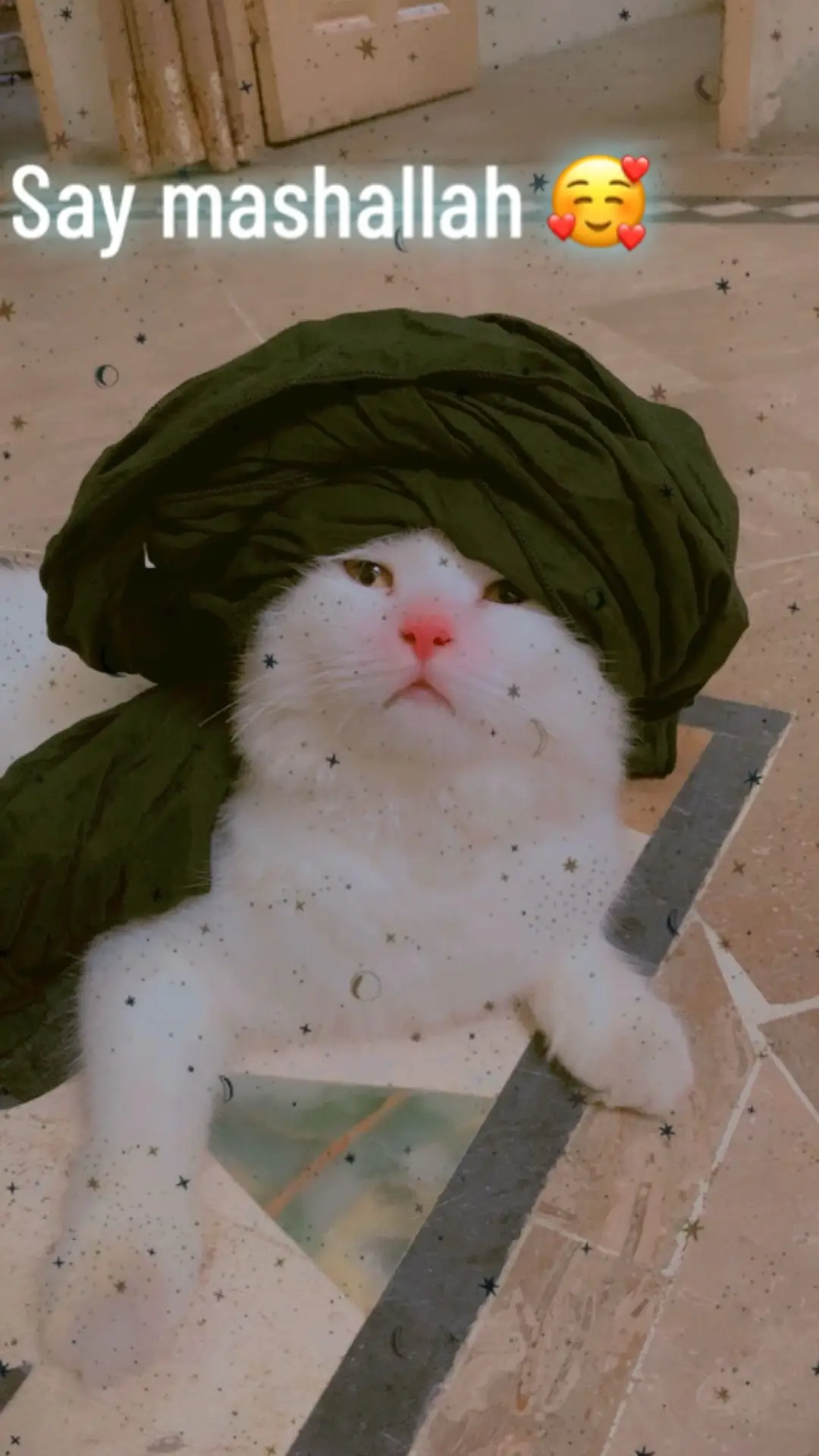 🐾 Cat's personality traits: cute manu ❤️