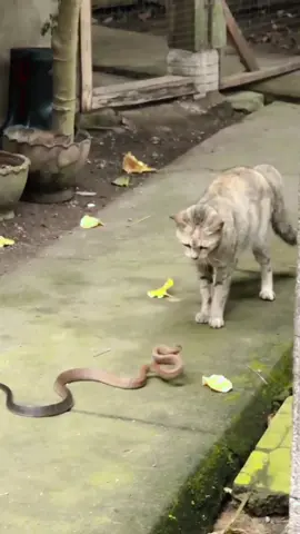 cat 😺 Vs snake 🐍  #viralvideo #fitinging #follower #amazing 