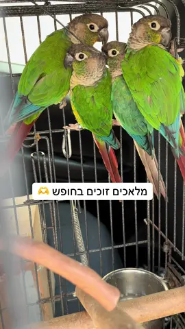 כשילדים מגיעים עם התוכים הפרידה קשה כל כך.הם אוהבים באמת, עם לב של ילדים חם, חומל ורגיש.אבל לצד האהבה, הם גם מבינים בעומק הלב שתוכי לא נולד לחיים של כלוב, סגור רוב שעות היום.כמה שיעור לחיים זה עבורם ועבור רבים מאיתנו וכמה תקווה זה נותן כשהם מבינים את המשמעות האמיתית של חופש כשהם מגיעים אל חופש התוכים תודה ענקית לכל אחד ואחת שהופכים להיות חלק גדול מהמשפחה שלנו,ודואגים שהמלאך המיוחד ימשיך את חייו בעולם של חופש, אהבה  וחברים. 🕊️💚 #ביתמחסהלתוכים #שיקוםתוכים #חופשהתוכים #parrotrescue