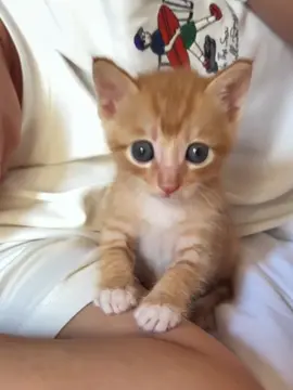 orange car🥰#catbaby #cat #catlover #cute #kitten 