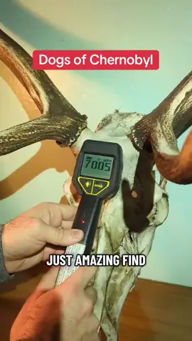 Radiactive red deer skull found in the Chornobyl exclusion zone red forest. #dogs #radioactive #trend #red #pet 
