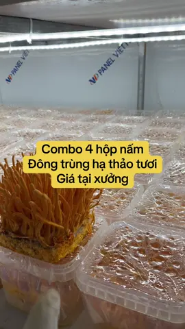 Combo 4 hộp nấm đông trùng hạ thảo tươi giá tại xưởng, dược chất cao #namdongtrunghathao #dongtrunghathaongamruou #namdongtrunghathaotuoi #dongamruou 