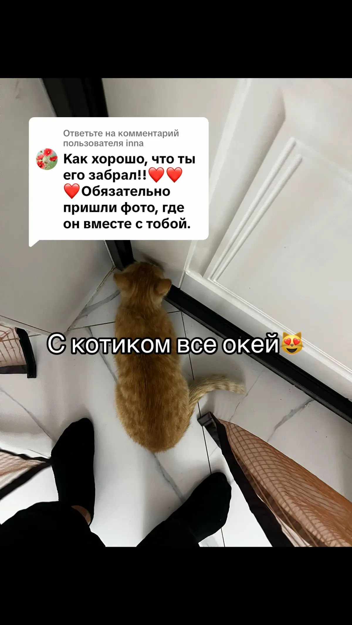 Ответ пользователю @inna не волнуйтесь#fyyyp#lifeisbeautifull#cat#cute#наконецто