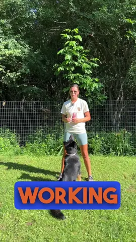 Most working breed dogs don't have an off switch unless we enforce it. Especially in the summer months, you need to be mindful of your dog's exhaustion and heat level. Even if they are at the point of overheating, they will still go for that toy if it's thrown because of their drive level. Be the leader and advocate for your dog by simply telling them to go lie down and take a break. • • • #dogsoftiktok #dogconditioning #dogs #dogsoftiktok #doglover                 