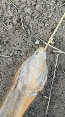 Pemula Harus Tau Trik Rahasia Mudah Melepaskan Mata Kail Urek Belut Babon Tanpa Ribet #mancingbelut #eelfishing #belutbabon 