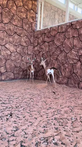 #سعد #الكفره #الزوي 