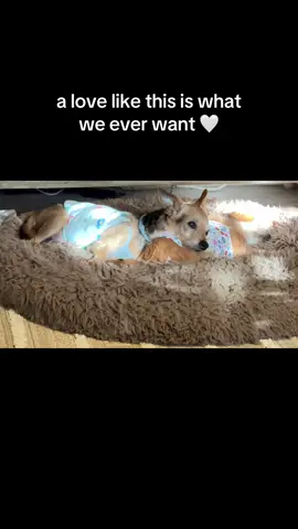 We all want someone that has our back and love us as we are right? ✨ #maxandpumpkin #pets #seniordog #adorablepets #petlovers 