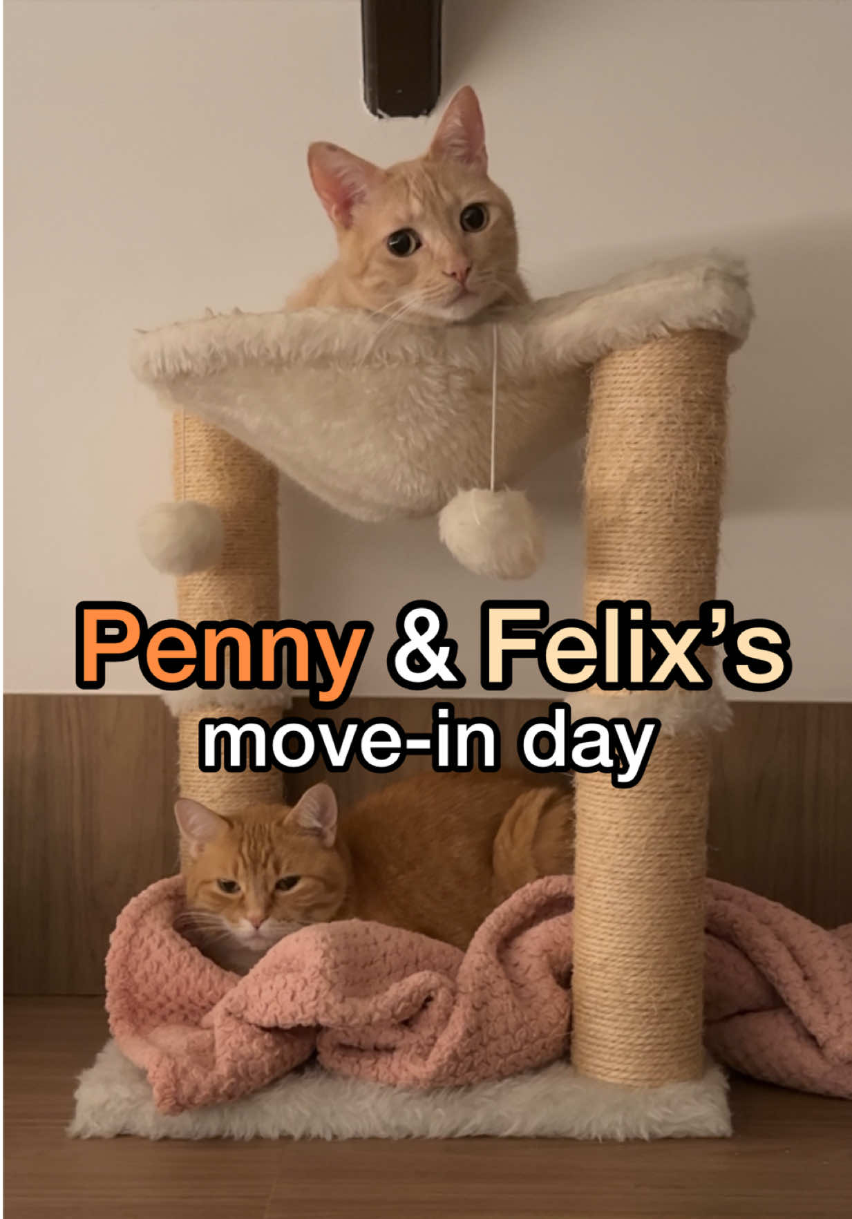 @Felix 🐱 and Penny ✨officially✨ move into their new apartment! 
