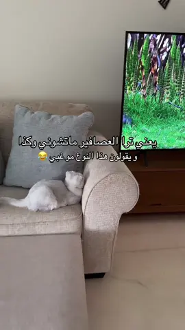 #قطط #الشعب_الصيني_ماله_حل😂😂 