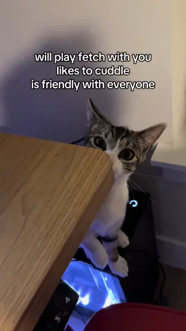 the vet says there’s nothing wrong with her :3 #cat #fyp #kitten #kittycatsoftiktok #kittensoftiktok 