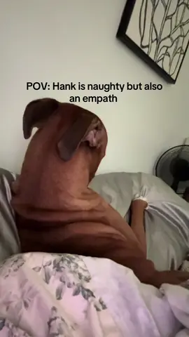 Can’t stay mad at hanky pank. #boxersoftiktok #boxer #boxerdog 