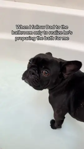 This was a terrible mistake 😳 #frenchie #frenchbulldog #dogtok #dogdad #mustlovedogs 