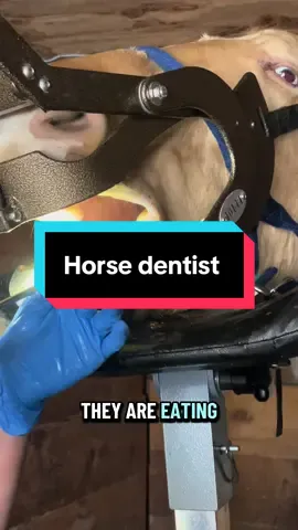 Antwort auf @✨Tiresias✨🔮🧑🏼‍🦯‍➡️ do horses go to the dentist?? Yes they do indeed get their teeth done 😁 #horse #teeth #dentist #educational 