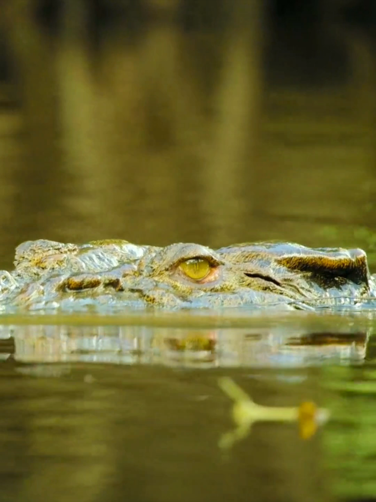 #animalsworld #crocodile #wildlife #animalslifestyle #nature #fyp 