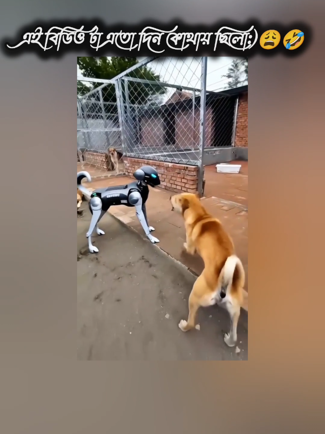 #party :428।এই বিডিও এতো দিন কোথায় ছিলো🤣😁 #ti̇ktok #viralvideo #vairal #foryoupage @FORYOU @TikTok Bangladesh 