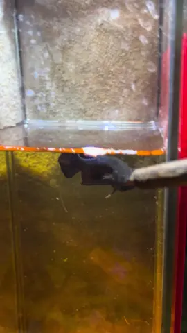 หาตัวสู้สกิดมาครับ #ปลากัดเก่งนครปฐม 