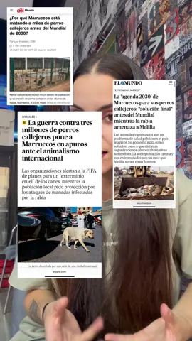 BASTA YA 🥺🥺#perros#marruecos#parati #maltratoanimalstop @houssin_official1 