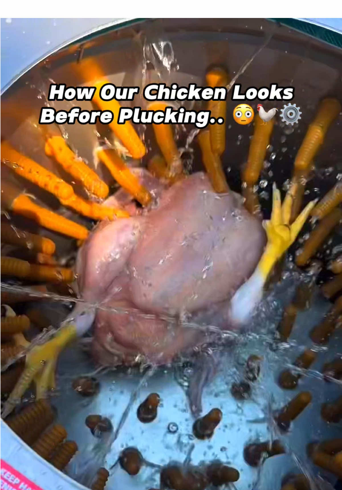 Chicken Feather Removing Machine Plucks a Bird in Seconds! 🐔⚙️😳 A person drops a freshly slaughtered chicken into a plucking machine. In seconds, spinning rubber fingers strip away every feather.. 🐔⚙️ This tool replaces slow, manual plucking with a quick, efficient process—turning a feathered bird into a clean, ready-to-process chicken almost instantly! ⏱️ 🎥 Credit Original footage prior to editing: dust_off_the_grid on Instagram! . . . . 📌🐸 As a solo creator I repurpose public footage & add original commentary, captions, edits/enhancements—reaffirming context/value. #chickenprocessing #farmingtechnology #foodproduction 