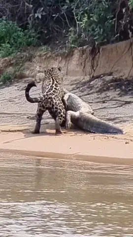#wildifeanimals #wildlife #AnimalLife 
