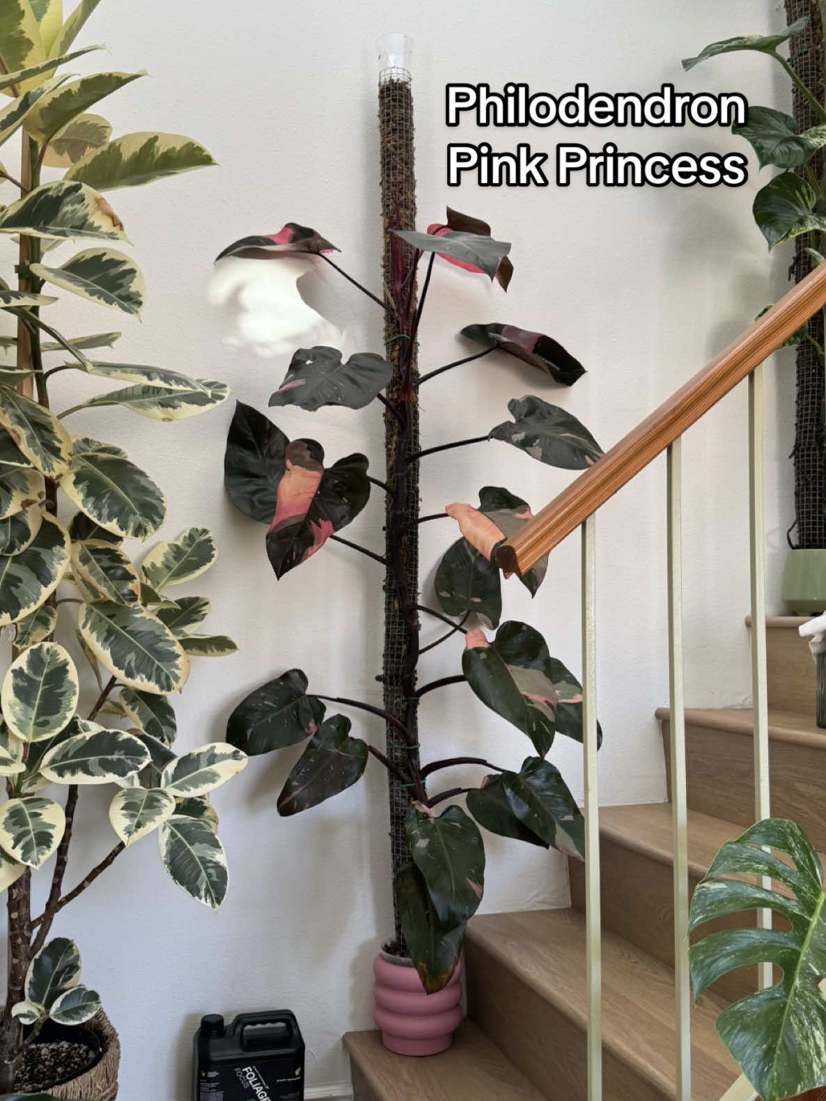 Such a special experience watching my Pink Princess grow massive🥹 It is this first Philodendron Pink Princess I’ve ever owned, I got it on the clearance rack at Lowe’s for $6 dollars, 🤯 (such a slay for the price hehe) and I’m so happy she’s thriving now🪴🥰#plantsoftiktok #philodendronpinkprincess #plants #plantsmakepeoplehappy #PlantTok 