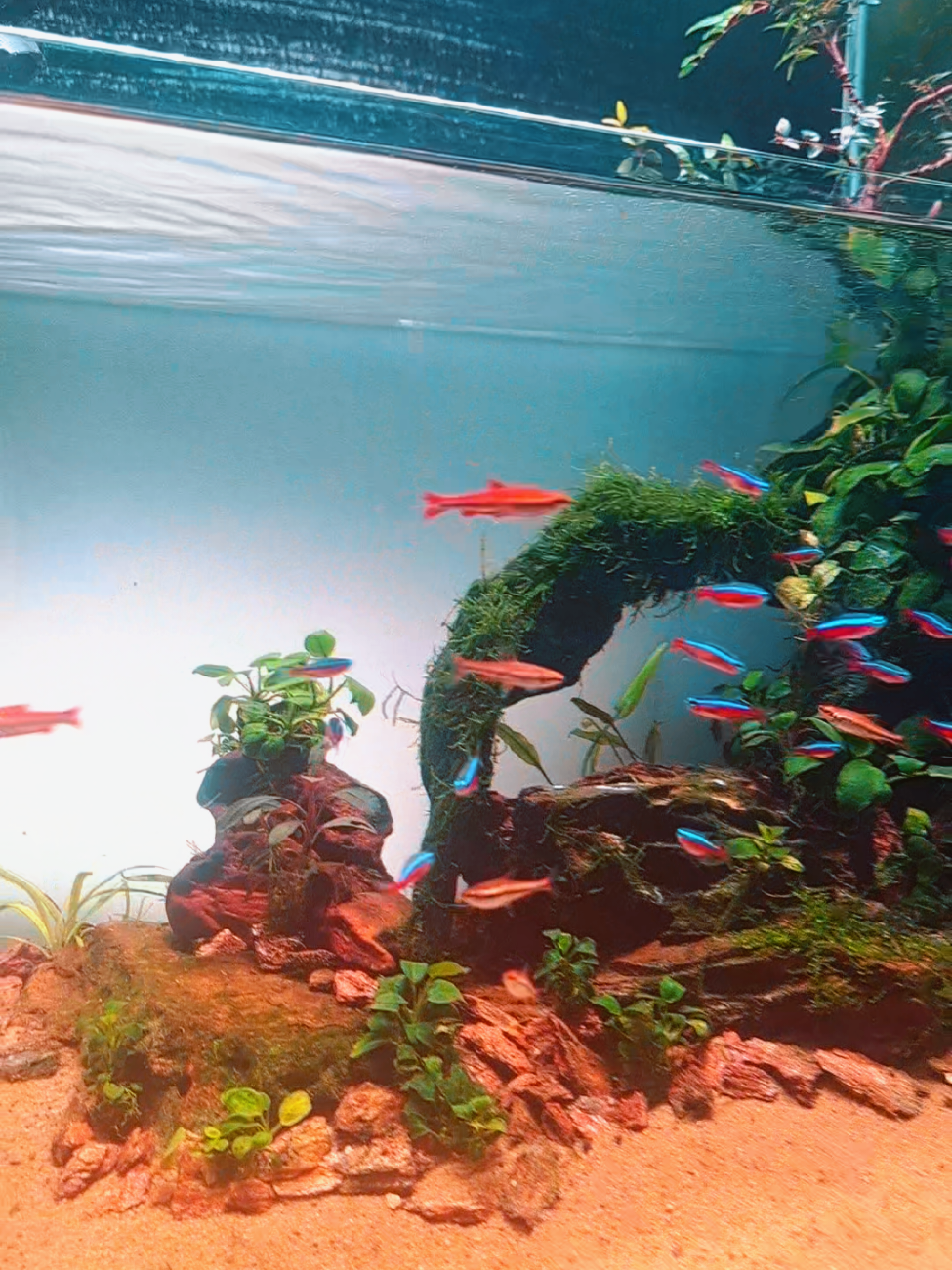Aquascape Nasik-Nasik...