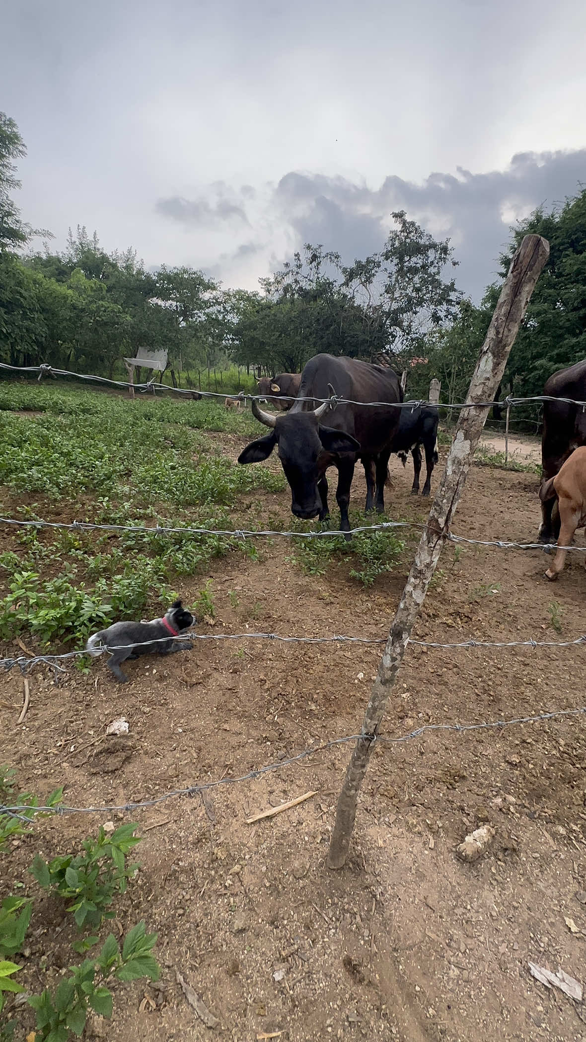 El peluso se pone a trabajar solo cuando llegan a supervisarlo . . . #blueheeler #australiancattledog #dog #perrostiktokers #ganado 