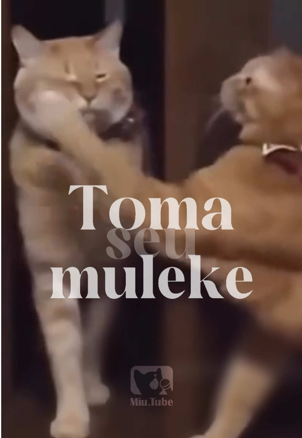 Sestô com nostalgia /ᐠ-˕-マⳊ #Memes #Gatos #Rock