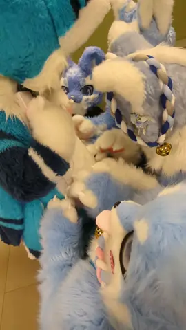 みんなでお腹カリカリ✨#けもの着ぐるみ #fursuit #furry 