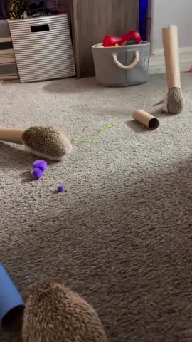 #hedgehog #animal #cuteanimals 