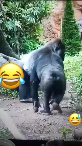 Very funny gorillas.... #funny #foryoupage #lol #comedy #funnyvideos 