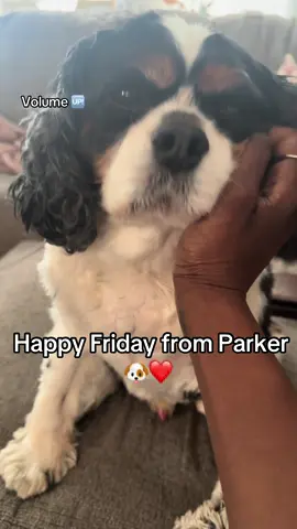 Happy Friday from Parker my live in stress relief companion who purrs like a kitten 🐶🐾 His idea of luxury?  Endless ear scratches and me telling him how handsome he is every 30 seconds 😍 Honestly same 🥰 #dogasmr #dogsoftiktok #spoileddog #fridayfeels #doginfluencer 